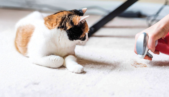 Evcil Hayvan Sahipleri İçin Halı Temizliği